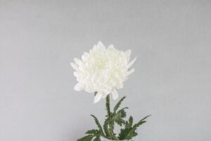 2025년 무빈소 장례가 급격하게 증가하는데 절차와 주의할 점 완벽 가이드