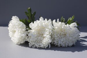 동두천 이담장례식장에서 이담추모관까지 3일간의 동행 장례후기