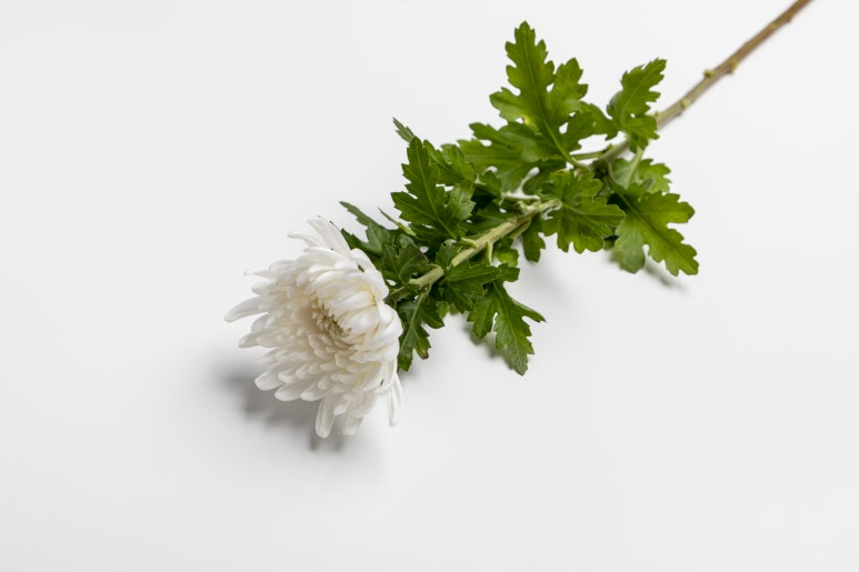 무빈소 장례 이미지