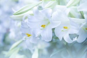 인천시민장례식장에서 정성스럽고 품격있게 치른 3일장 후기를 장례지도사의 기록으로 공유함