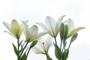 복지장례문화원에서 치른 따스하였던 3일장 장례 진행 후기