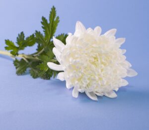 빈소를 차리지 않는 무빈소 장례 우리는 이렇게 생각합니다.