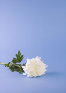 [공지] 무빈소 장례 압도적 1위 상조회사, 장례상조 혁신기업 더추모가 만든 무빈소상조.com