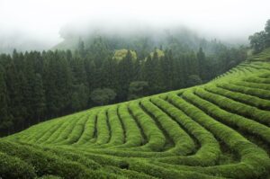 2026년 무빈소 장례를 고민중이라면 반드시 고려해야 하는 5가지 사항들